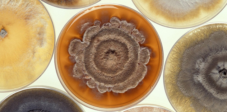 Common Household Mold