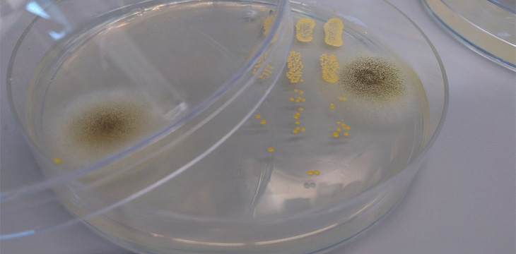 Do Mold Tests Work For The Home