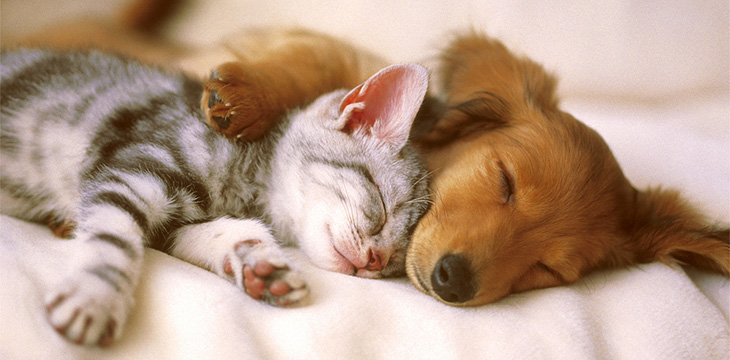 Mold Makes Pets Sick