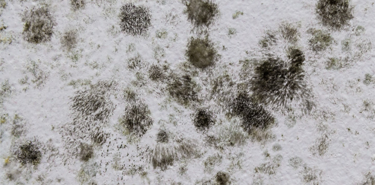 Guide To Treating Black Mold