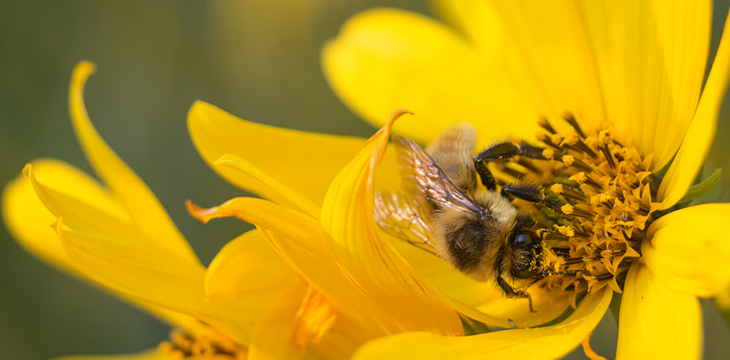 Do Uv Air Purifiers Help With Allergies