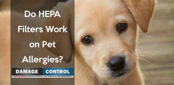 Hepa Filters Remove Pet Dander