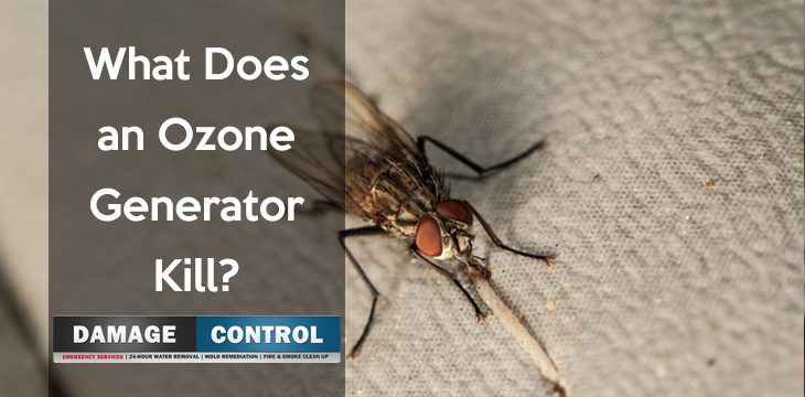 Things An Ozone Generator Kills Pests