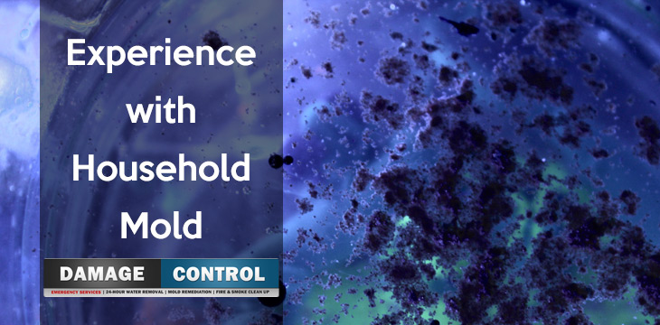 Going Through Mold Testing And Remediation Damage Control 911 An Experience With Home Mold Testing And Remediation