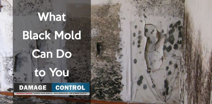 How Black Mold Affects You Damage Control 911 Black Mold Can Kill You