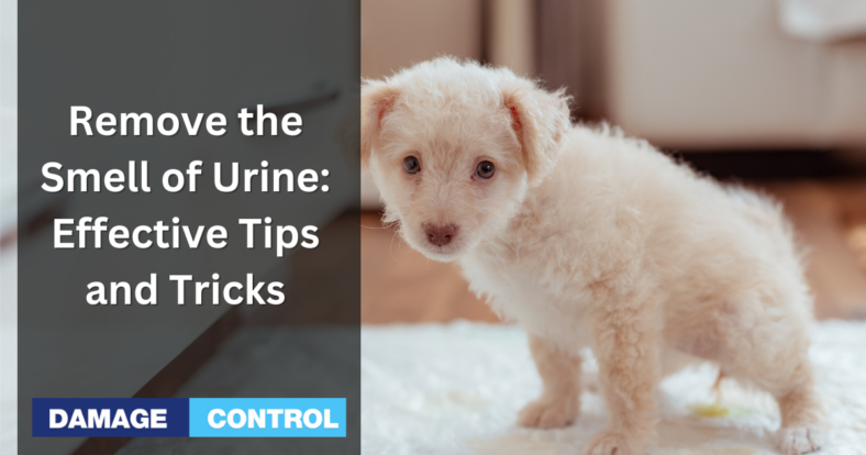 Remove the Smell of Urine Effective Tips and Tricks