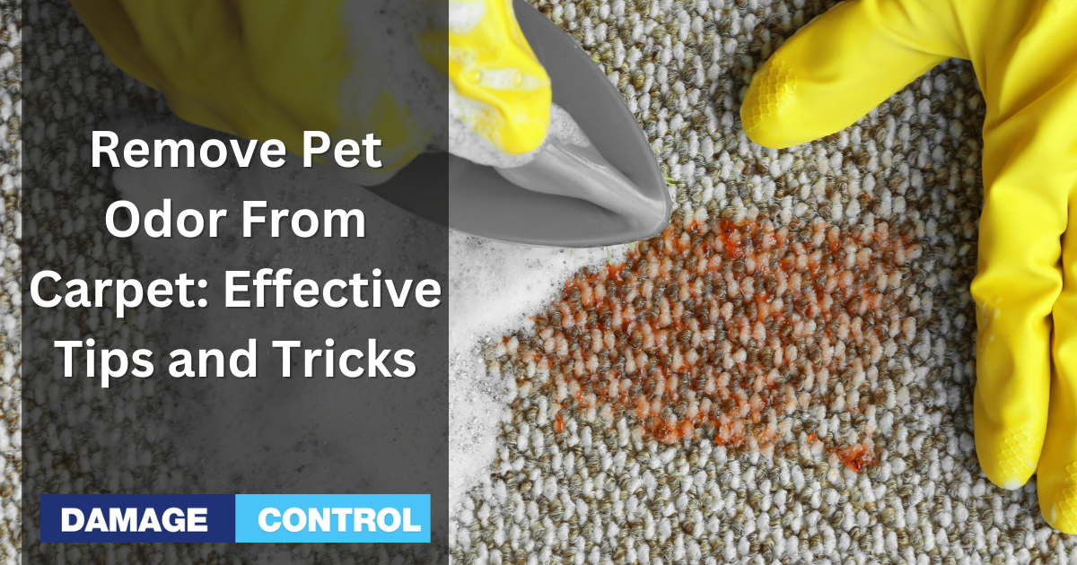 How to Remove Pet Odor From Carpet: Effective Tips and Tricks