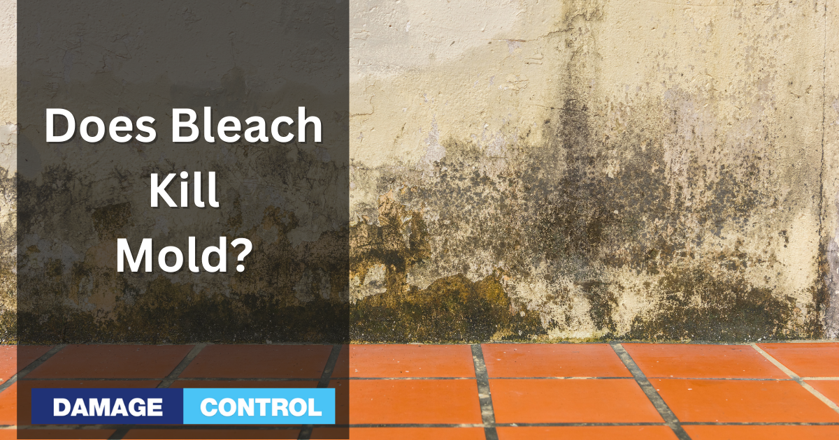 Does Bleach Kill Mold?
