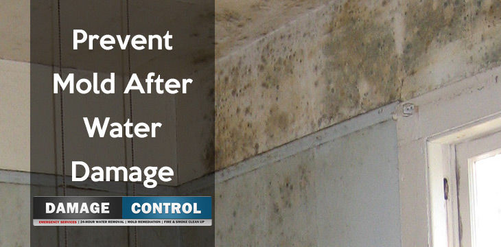 keep mold away after water damage