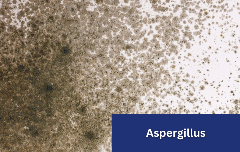 aspergillus mold