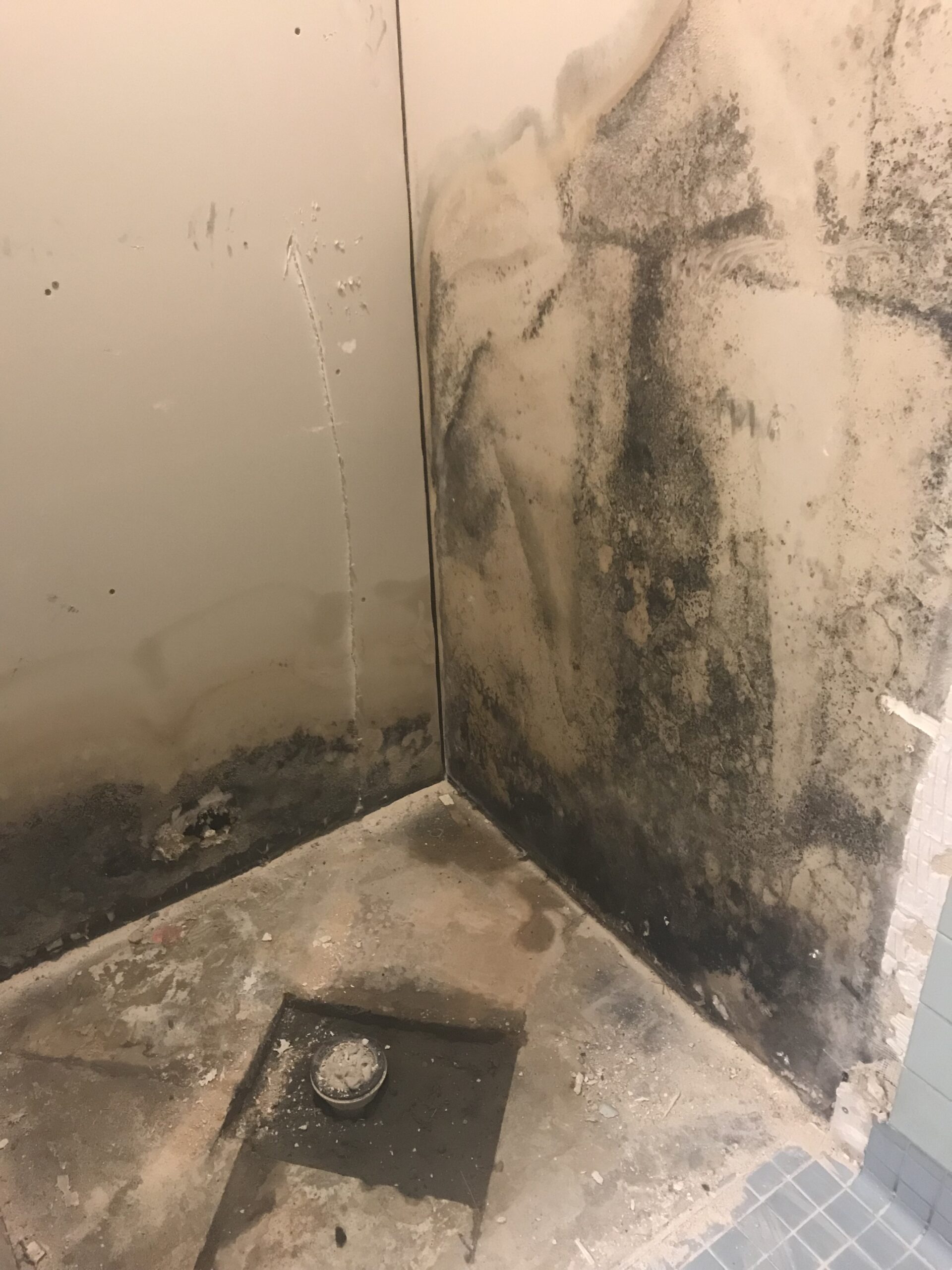 What Does Black Mold Look Like? A Complete Guide to Identifying