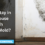 Can I Stay in My House with Black Mold? What You Need to Know