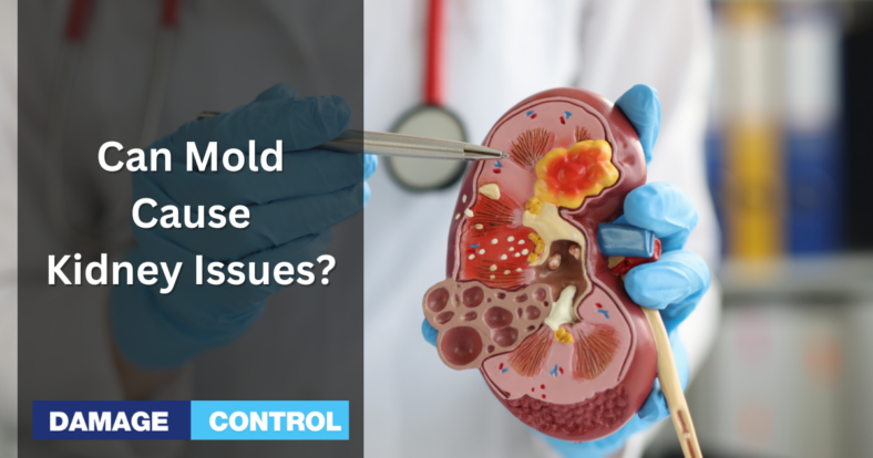 can mold cause kidney issues