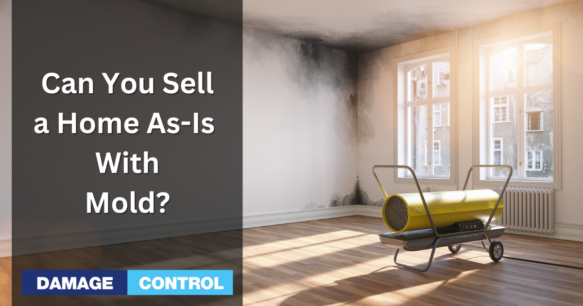 Can You Sell a House As Is With Mold Yeah but