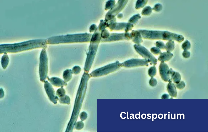 cladosporium mold