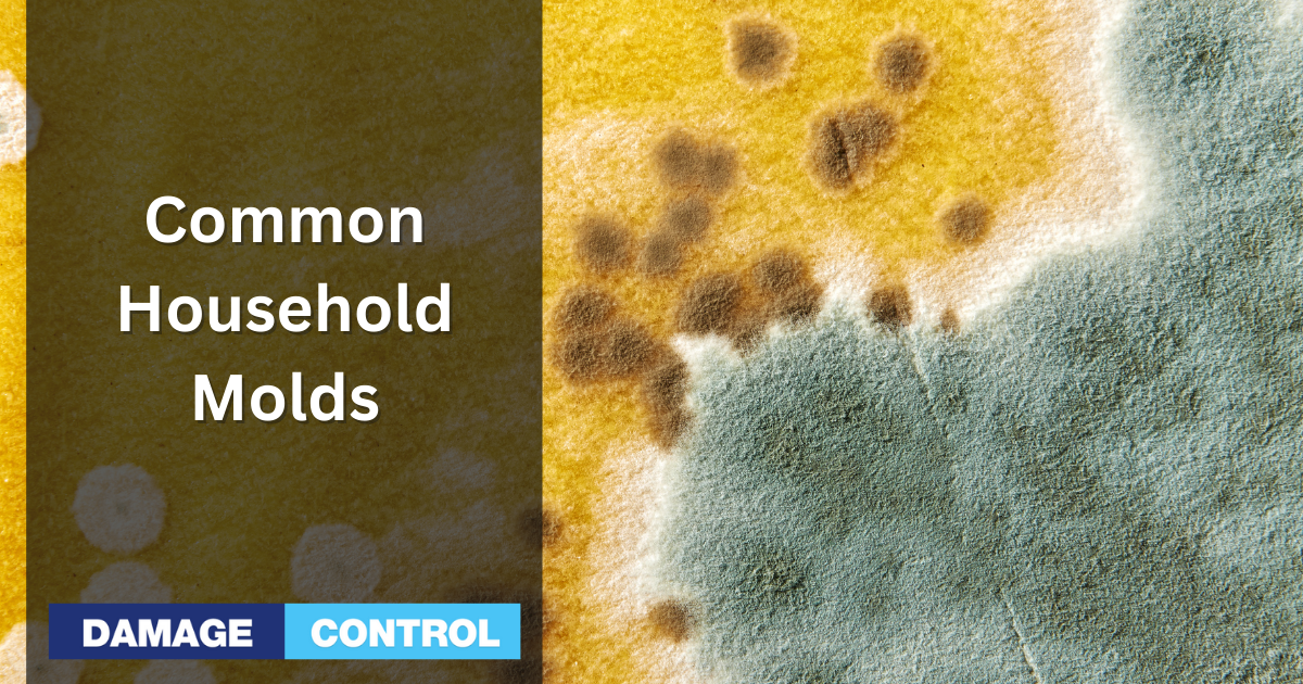 10 Common Molds Found in the Home That are Dangerous