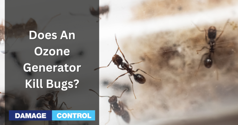 does an ozone generator kill bugs