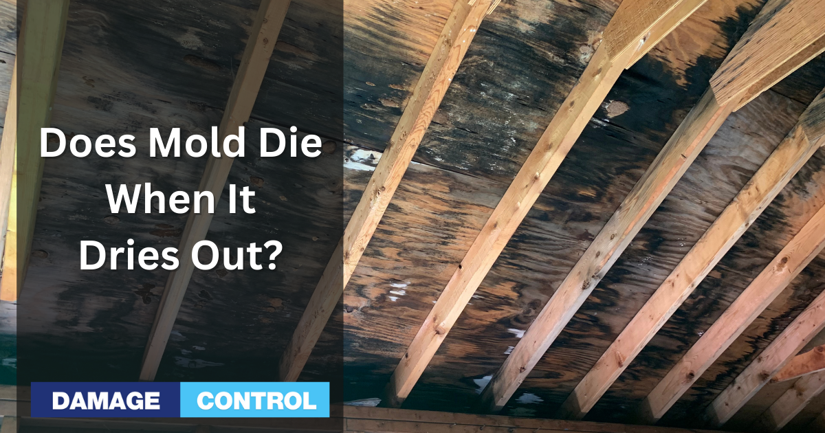 Does Mold Die Whe It Dries Out? Here's What You Need To Know