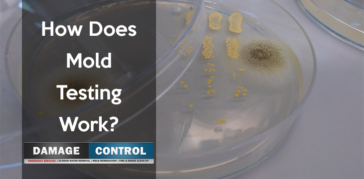how do mold tests work