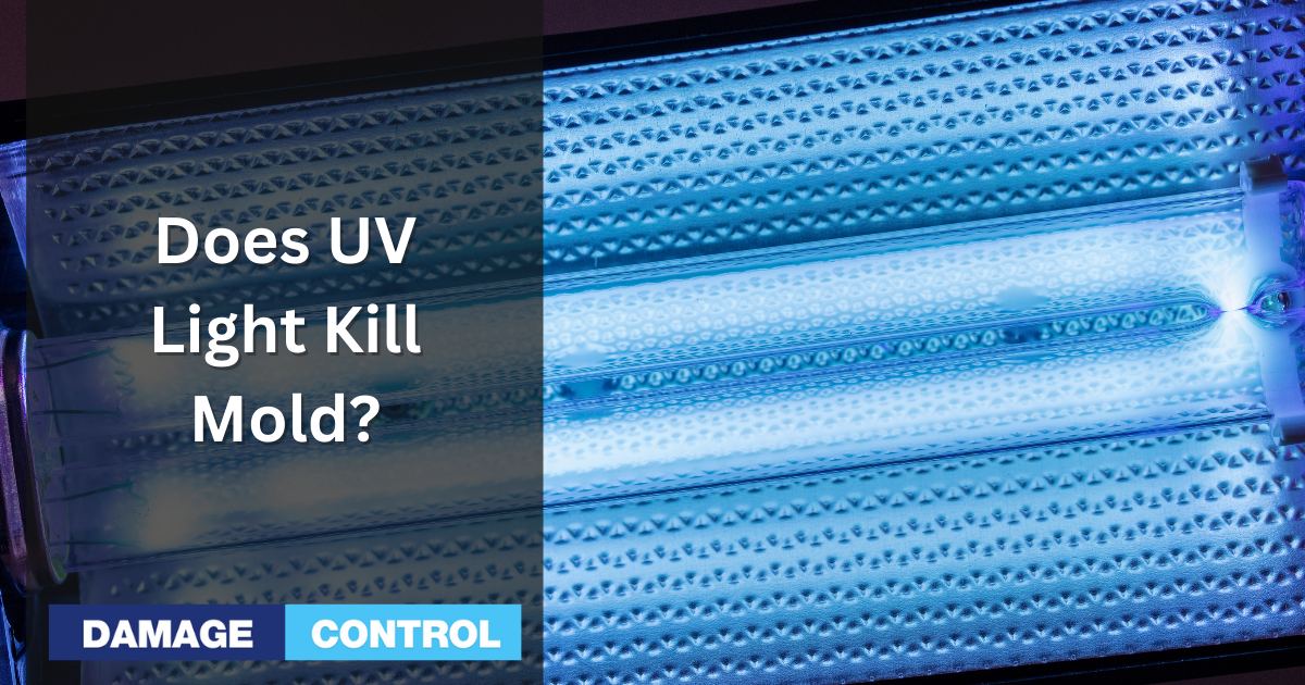 Does UV Light Kill Mold? We Are Separating Fact from Fiction!