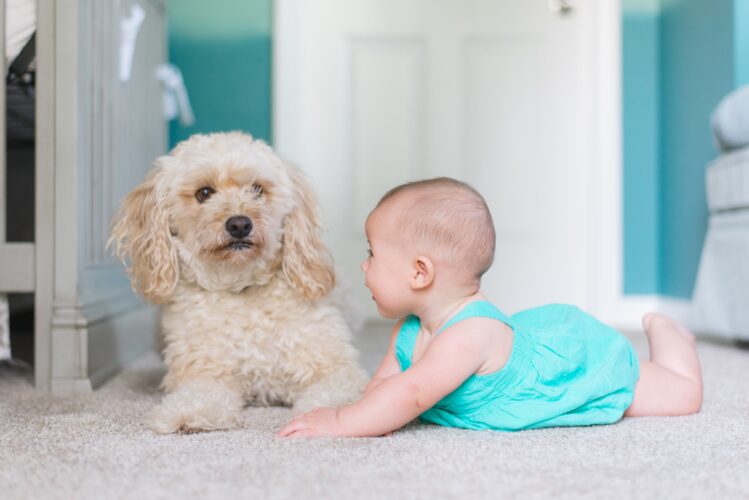 dog and baby on carpet