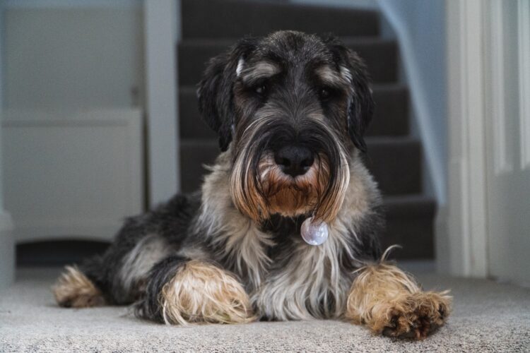 dog resting on carpet