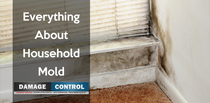 all about household mold