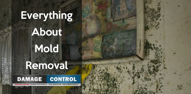 all about mold remediation and removal