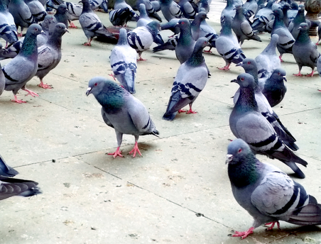 lots of pigeons