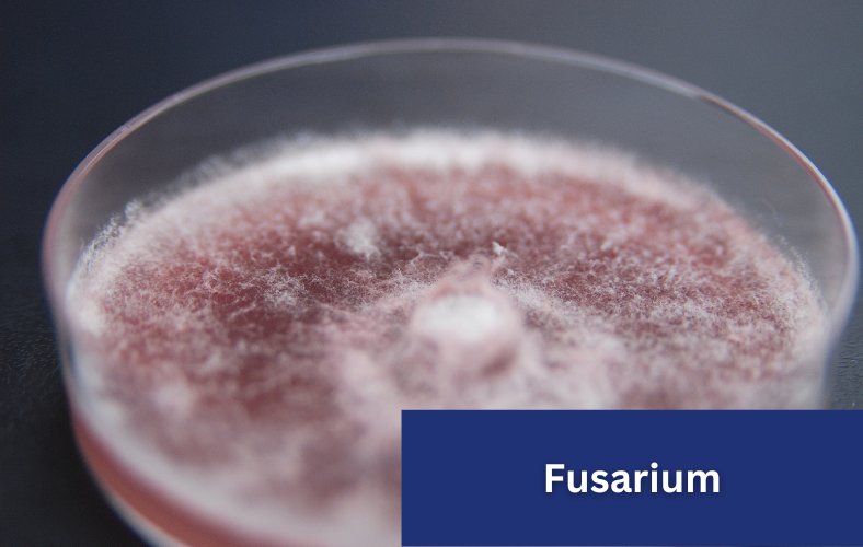 fusarium mold
