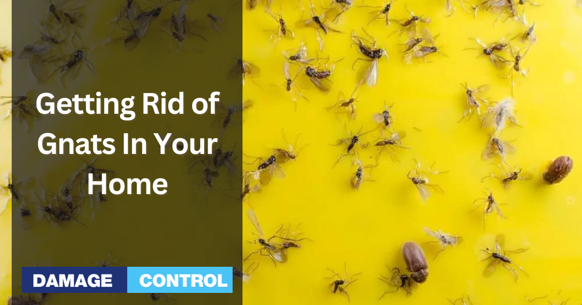How to Get Rid of Gnats In Your Home