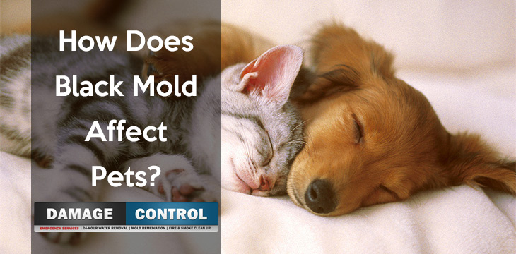 black mold can make your pets sick