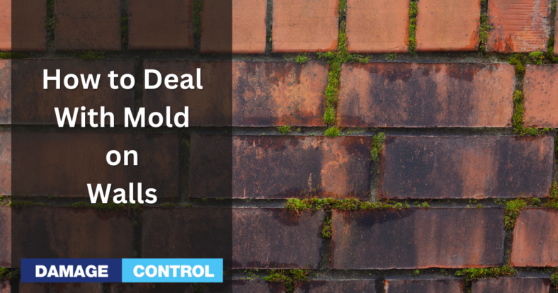 How to Deal with Mold on Walls