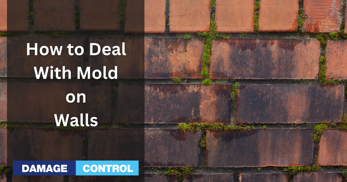 How to Deal with Mold on Walls