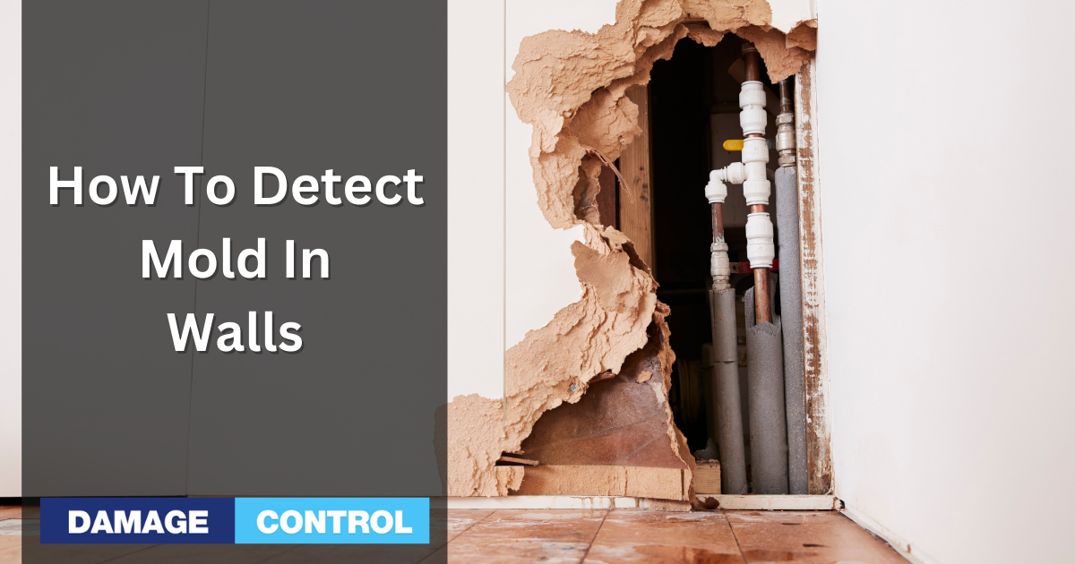 How To Detect Mold in Walls