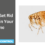 How to Get Rid of Fleas In Your Home