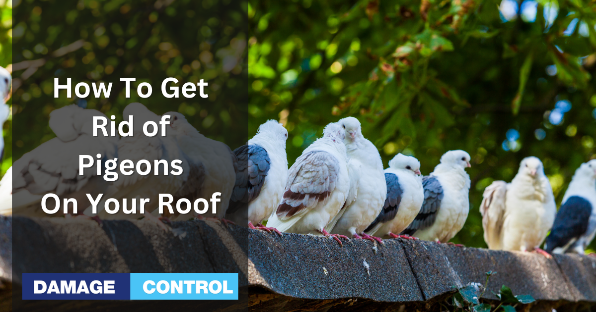 how to get rid of pigeons on the roof