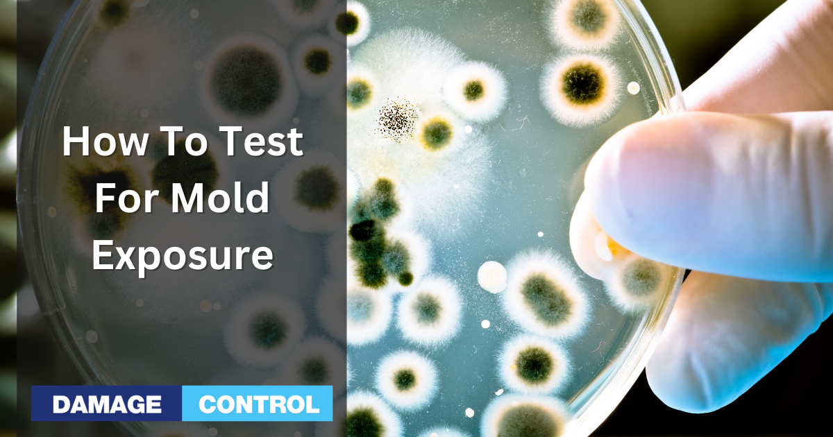 Secrets Exposed: How to Test for Mold Exposure in Your Blood!