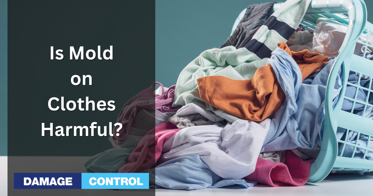 Is mold on clothes harmful? We have answers.