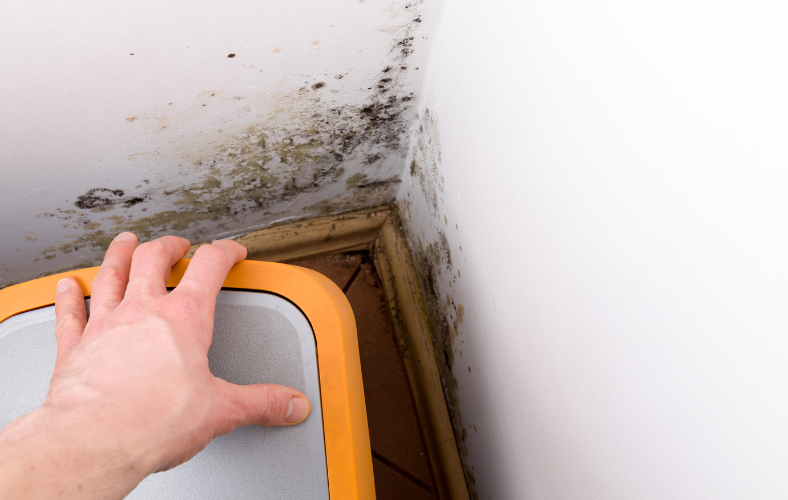 mold on drywall