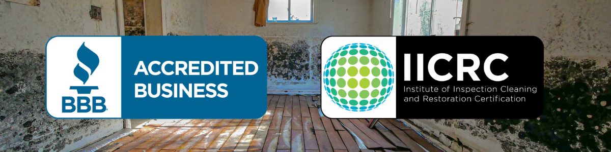 mold remediation in florida