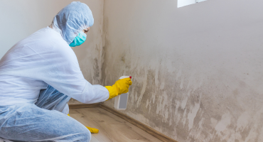 mold remediation