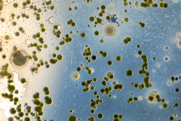 microscopic mold