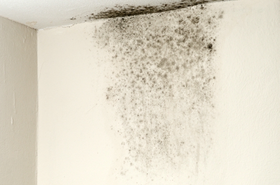 Black mold in the wall and ceiling