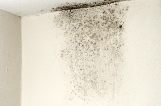 Healthful Home 5-Minute Mold Test