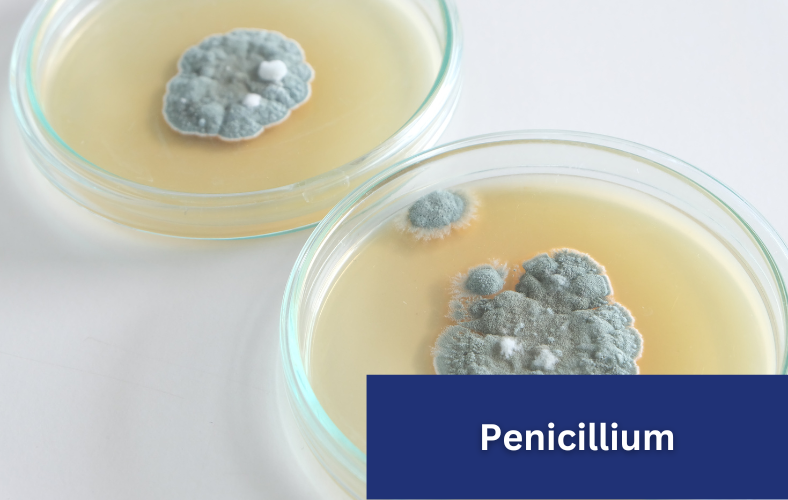 penicillium mold