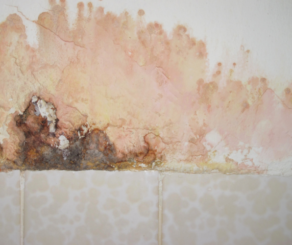 Is Pink Mold Dangerous? A Guide to Prevention and Treatment