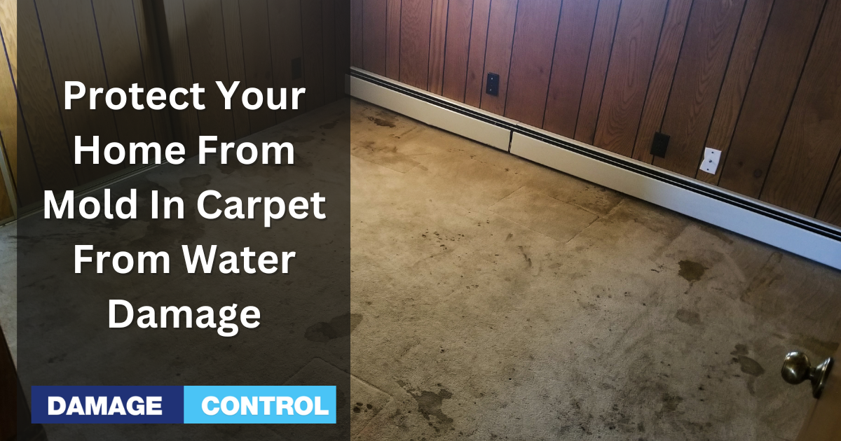 protect your home from mold in carpet from water damage