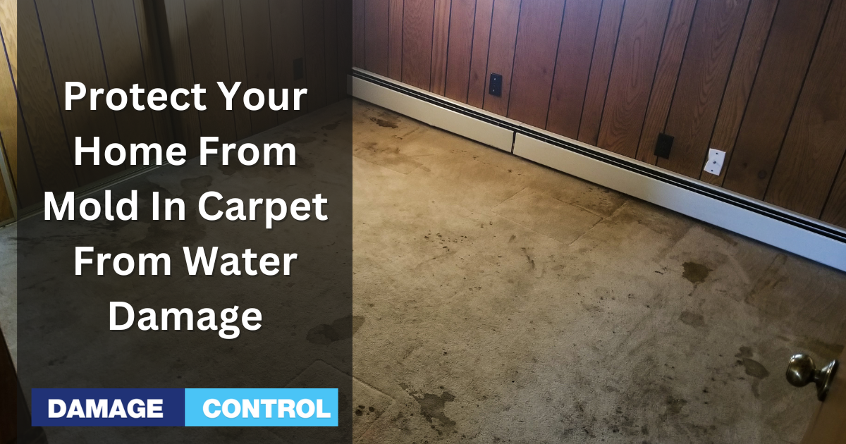 Prevent carpet mold after water damage