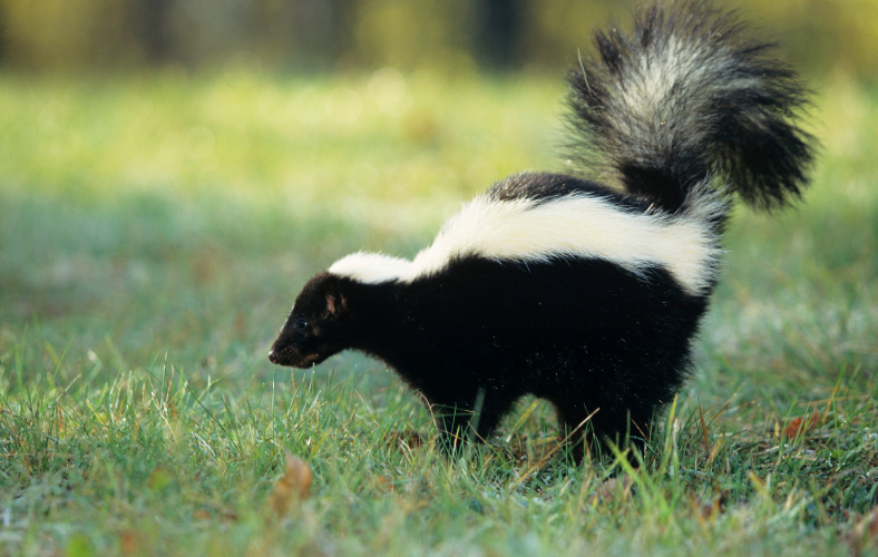 skunk spray